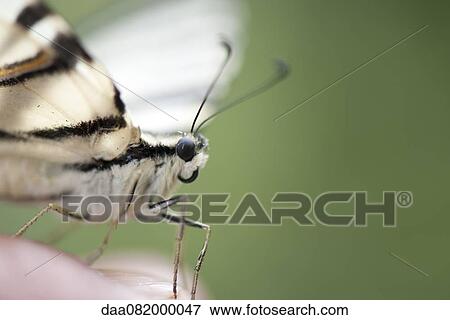 Zebra swallowtail butterfly perching on person's palm, cropped View Large Photo Image Stock Photo - Zebra swallowtail butterfly perching on person's palm, cropped. Fotosearch