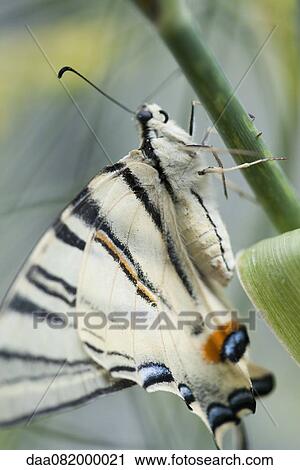 Zebra swallowtail butterfly View Large Photo Image Stock Image - Zebra swallowtail butterfly. Fotosearch