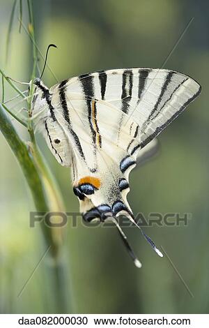Stock Image - Zebra swallowtail butterfly. Fotosearch