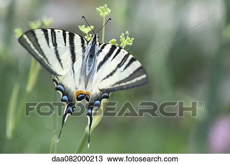 Zebra swallowtail butterfly View Large Photo Image Stock Image - Zebra swallowtail butterfly. Fotosearch