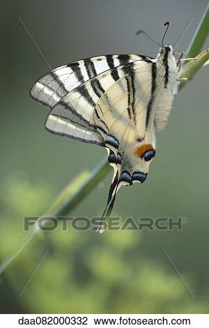 Stock Image - Zebra swallowtail butterfly. Fotosearch