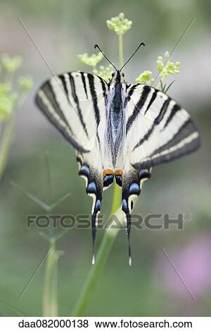 Zebra swallowtail butterfly View Large Photo Image Stock Photo - Zebra swallowtail butterfly. Fotosearch