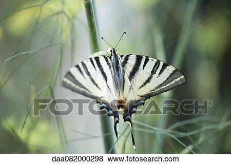 Stock Photo - Zebra swallowtail butterfly. Fotosearch