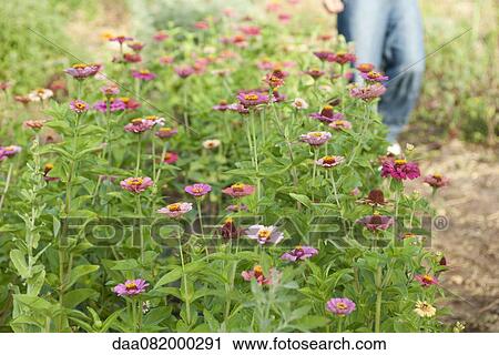 Stock Image - Zinnia flowers. Fotosearch