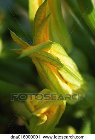 Stock Image - Zucchini blossoms, close-up. Fotosearch