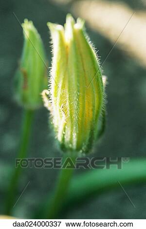 Zucchini blossoms View Large Photo Image Stock Photo - Zucchini blossoms. Fotosearch