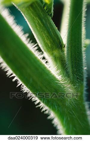 Zucchini plant, extreme close-up View Large Photo Image Stock Photo - Zucchini plant, extreme close-up. Fotosearch