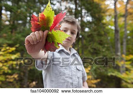 Stock Image - Boy holding out handful of colorful autumn leaves. Fotosearch