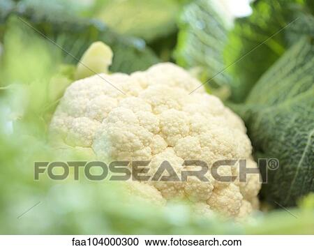 Cauliflower View Large Photo Image Stock Image - Cauliflower. Fotosearch