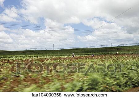 Field View Large Photo Image Stock Photo - Field. Fotosearch