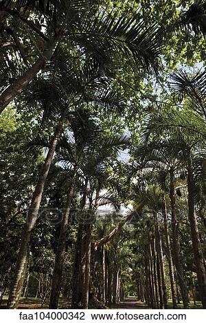 Forest, low angle view View Large Photo Image Stock Image - Forest, low angle view. Fotosearch