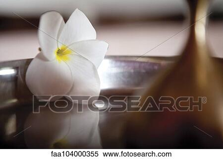 Frangipani View Large Photo Image Stock Photography - Frangipani. Fotosearch