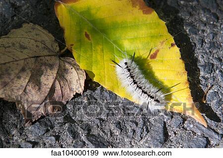 Fuzzy caterpillar (Lophocampa caryae) View Large Photo Image Stock Photo - Fuzzy caterpillar (Lophocampa caryae). Fotosearch