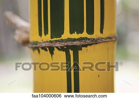 Green and yellow striped bamboo, close up View Large Photo Image Stock Photograph - Green and yellow striped bamboo, close up. Fotosearch