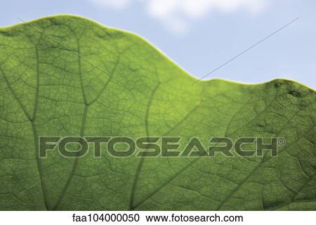 Stock Image - Leaf. Fotosearch