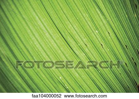 Stock Image - Leaf. Fotosearch