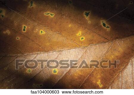 Leaf View Large Photo Image Stock Image - Leaf. Fotosearch