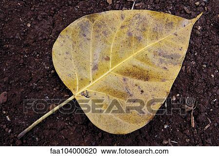 Stock Image - Leaf. Fotosearch