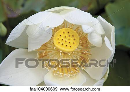 Lotus flower View Large Photo Image Stock Photo - Lotus flower. Fotosearch