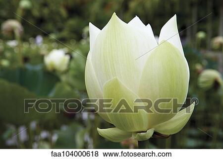 Lotus flower View Large Photo Image Stock Photo - Lotus flower. Fotosearch