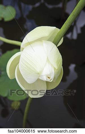 Stock Photography - Lotus flower. Fotosearch