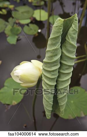 Lotus leaves View Large Photo Image Picture - Lotus leaves. Fotosearch