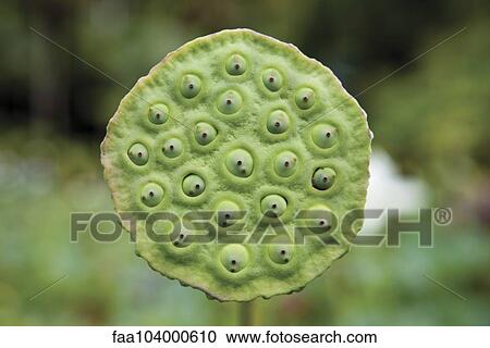 Lotus pod View Large Photo Image Stock Image - Lotus pod. Fotosearch
