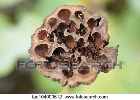 Lotus pod View Large Photo Image Stock Image - Lotus pod. Fotosearch
