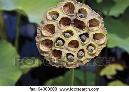 Lotus pod View Large Photo Image Stock Photo - Lotus pod. Fotosearch