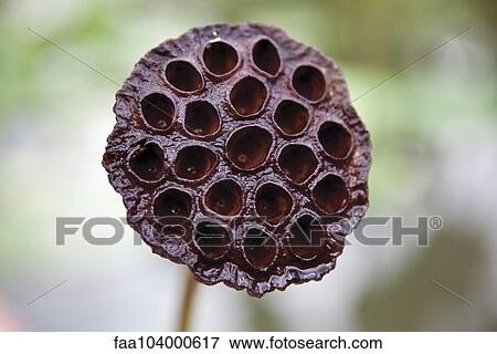 Lotus pod View Large Photo Image Stock Photo - Lotus pod. Fotosearch