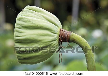 Lotus pod View Large Photo Image Stock Photograph - Lotus pod. Fotosearch