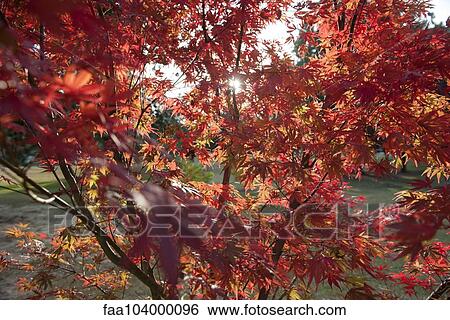 Stock Photograph - Maple tree in autumn. Fotosearch