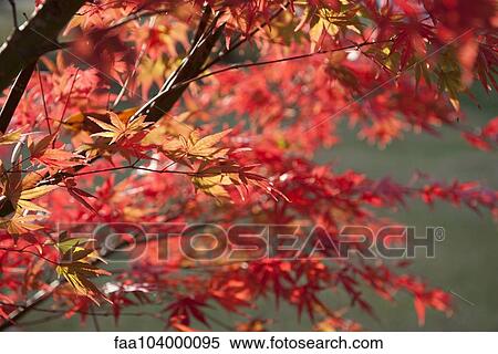 Stock Photography - Maple tree in autumn. Fotosearch