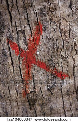 Marked tree trunk View Large Photo Image Stock Photo - Marked tree trunk. Fotosearch