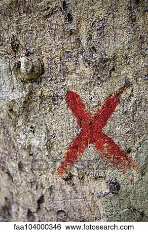 Marked tree trunk View Large Photo Image Stock Photograph - Marked tree trunk. Fotosearch