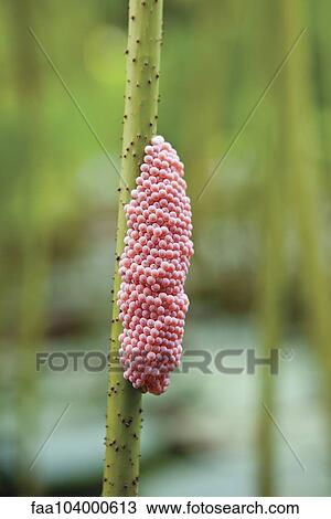 Stock Image - Plant. Fotosearch