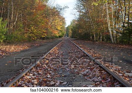 Railroad tracks through woods in autumn View Large Photo Image Stock Photograph - Railroad tracks through woods in autumn. Fotosearch