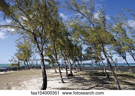 Row of trees on beach View Large Photo Image Stock Image - Row of trees on beach. Fotosearch