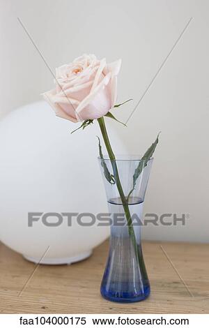 Single rose in vase View Large Photo Image Stock Photography - Single rose in vase. Fotosearch
