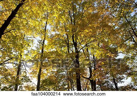 Sunlight shining through trees in autumn View Large Photo Image Picture - Sunlight shining through trees in autumn. Fotosearch