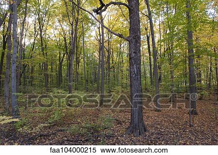 Tranquil forest scene View Large Photo Image Stock Photography - Tranquil forest scene. Fotosearch