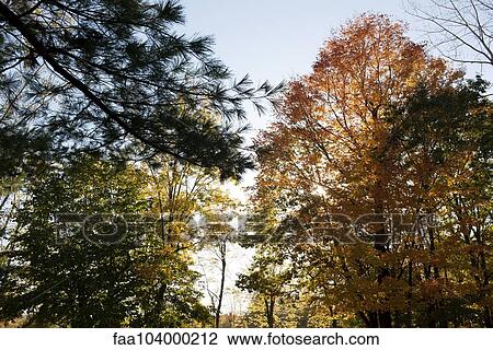 Trees backlit by sun in autumn View Large Photo Image Stock Image - Trees backlit by sun in autumn. Fotosearch