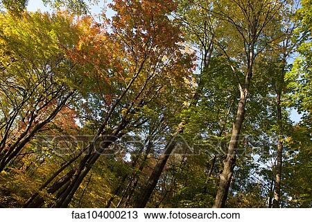 Trees in autumn, low angle view View Large Photo Image Stock Image - Trees in autumn, low angle view. Fotosearch