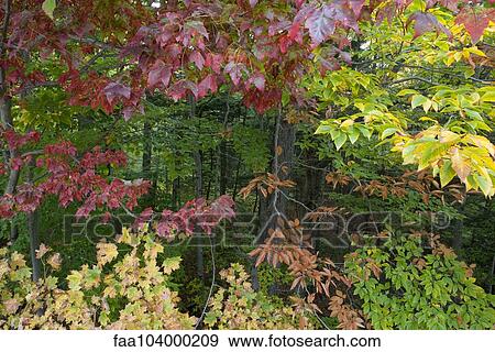 Stock Photo - Trees with autumn leaves. Fotosearch