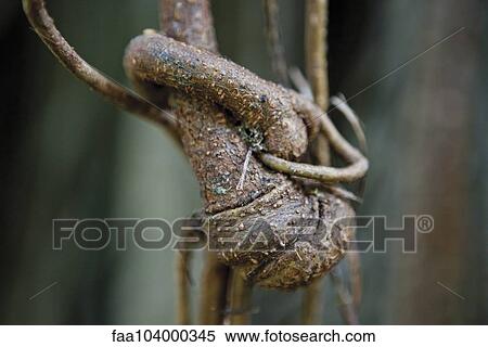Twisted roots View Large Photo Image Stock Photography - Twisted roots. Fotosearch
