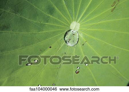 Water drops on lotus leaf View Large Photo Image Stock Photograph - Water drops on lotus leaf. Fotosearch