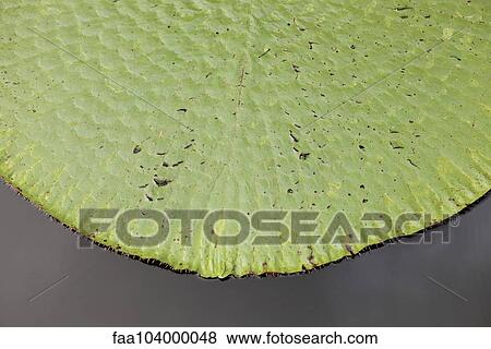 Stock Photo - Water lily leaf on water. Fotosearch