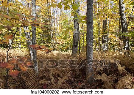 Stock Image - Woods in autumn. Fotosearch