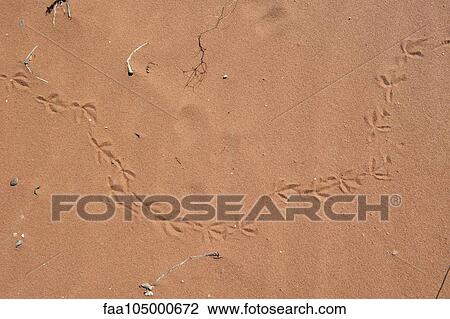 Bird tracks in sand, full frame View Large Photo Image Stock Image - Bird tracks in sand, full frame. Fotosearch