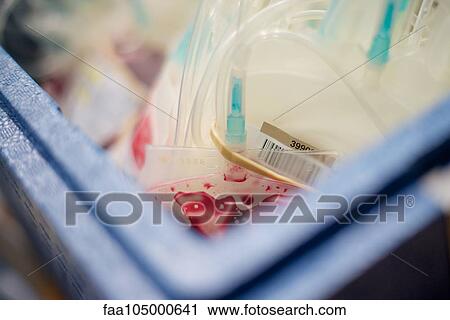 Close-up of blood bags View Large Photo Image Stock Image - Close-up of blood bags. Fotosearch